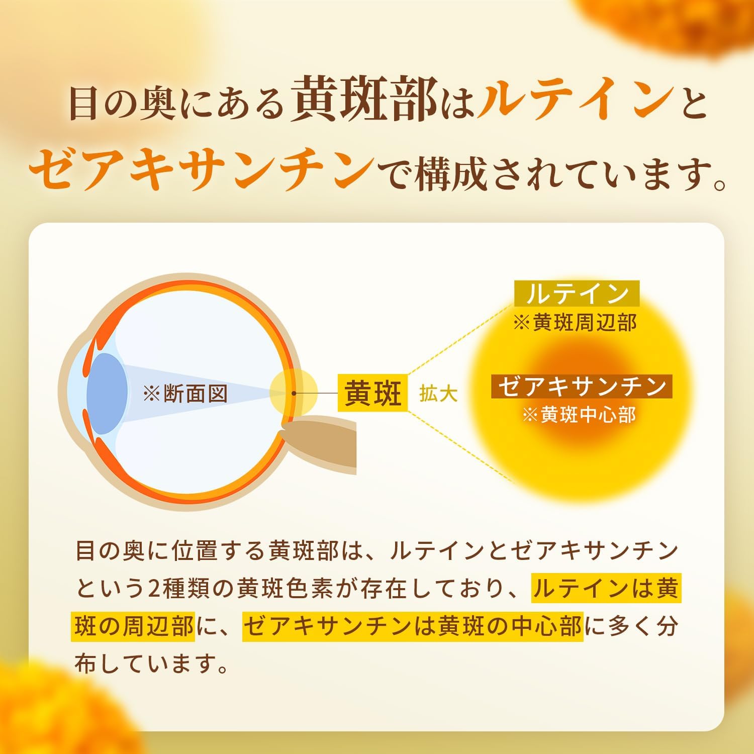 【60-Day Supply】Lutein 65mg Zeaxanthin 13mg Supplement (5:1 Golden Ratio of Lutein and Zeaxanthin) Free Form Domestically Manufactured High Concentration Lutein Zeaxanthin by Herbase