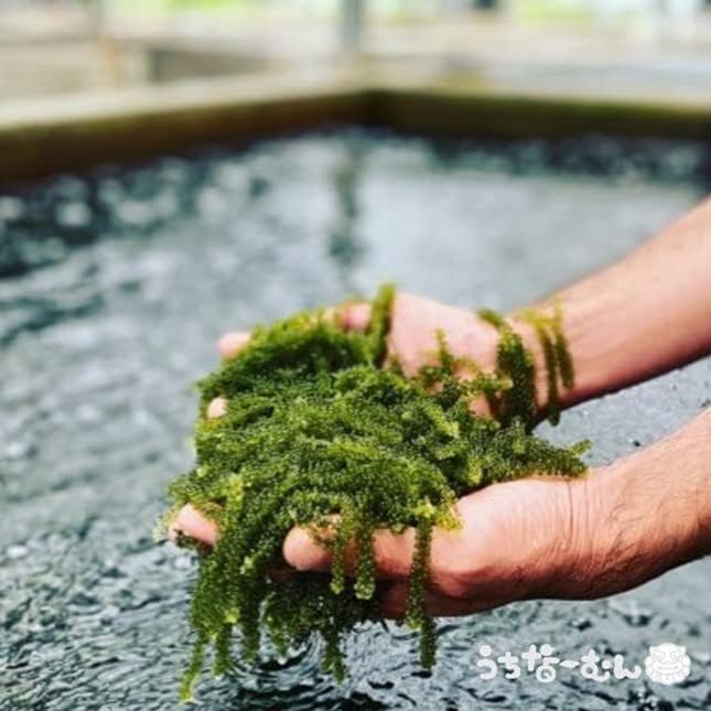 Uchina-Mun, Sea Grapes, Made in Okinawa Prefecture, 1.2 oz (33 g) + Sauce 0.2 oz (7 g) (When returned with water, it will become approximately 1.8 oz (50 g) per Okinawa Souvenir, 1 Box