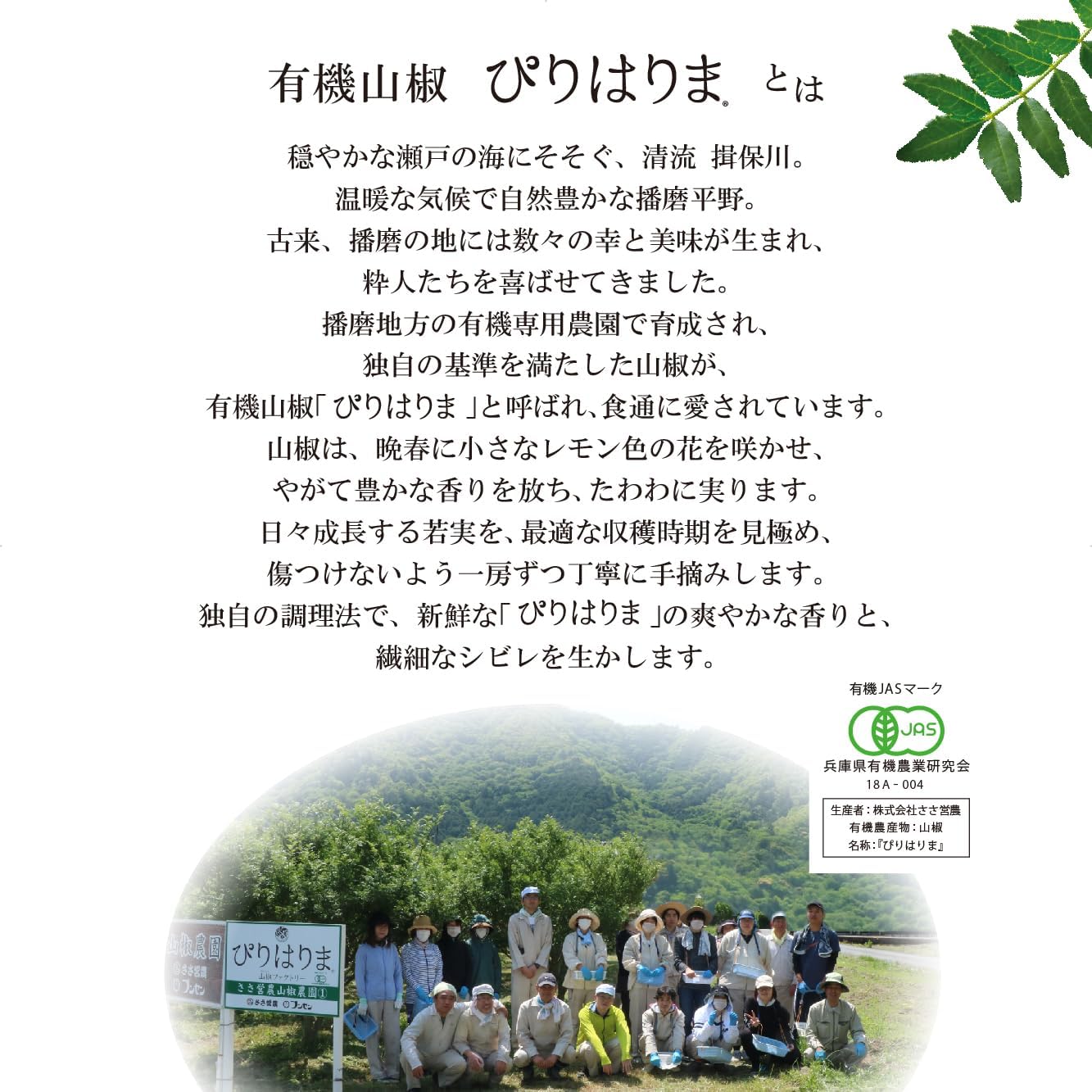 Organic piriharima Young Plucked Sansho 47g Sansho Factory Co., Ltd. Produced in Hyogo Prefecture, No Additives, Food, Granules, Furikake, Tsukudani, Tea-Soaked, Hyogo Prefecture, Souvenir, Specialty