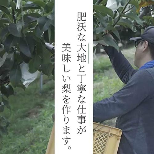 Hirooka Farm Shinkansen (Shinkansen), 11.0 lbs (5 kg) Pack (7 - 16 Balls), Tottori Prefecture Pear None, Shin-Kansen Pear Akahide (For Gift)