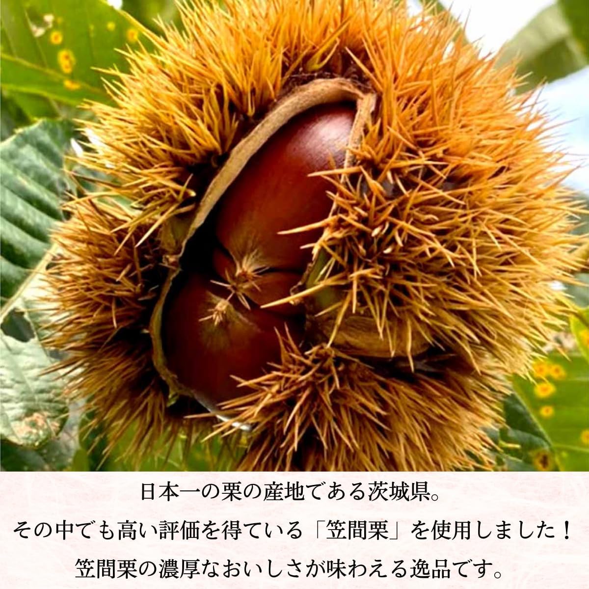 Kamejirushi Official Kasama Chestnut Marron Fuwasse (5 pieces) Western-style manjuu Fluffy texture Ibaraki souvenir Individually wrapped Gift