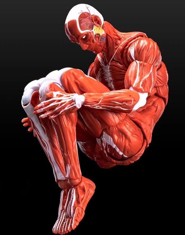 LEBOO 1/12 Toyocho Keeping Male Action Body Muscle Body for Movable Action Figures, Red