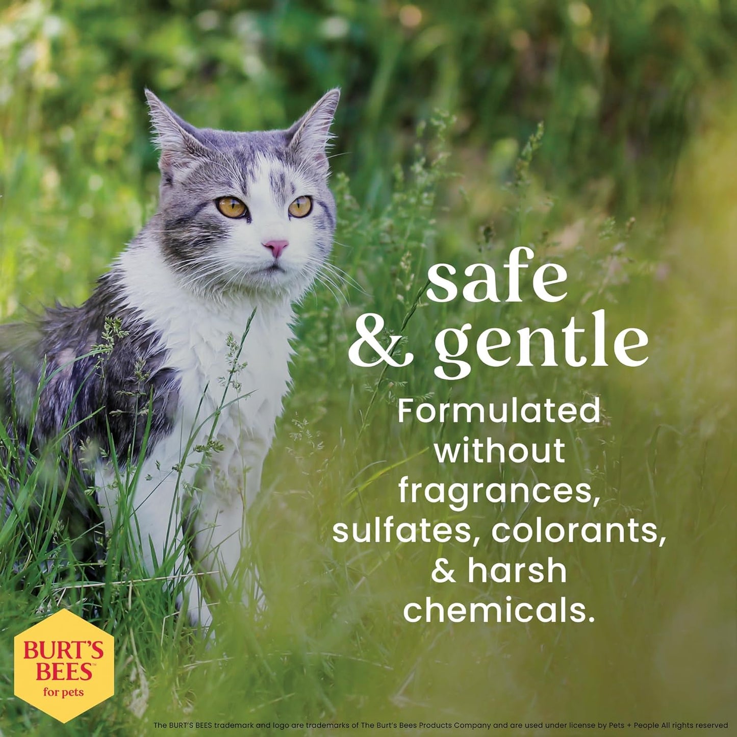 Burt's Bees for Pets Toallitas removedoras de caspa de gato, harina de avena coloidal y aloe para calmar la piel seca y reducir la descamación, paños de aseo sin perfume para gatos y gatitos, 50