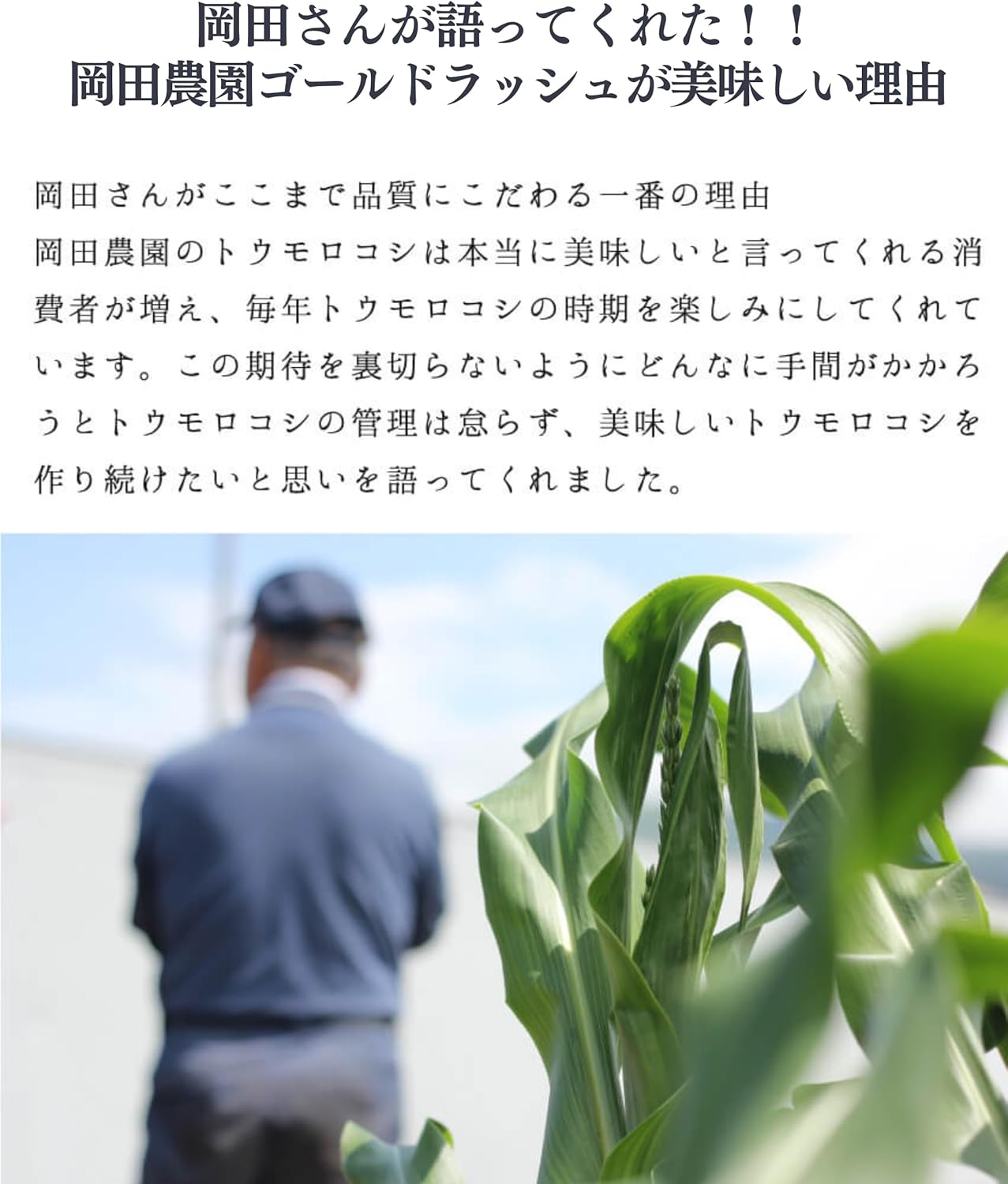 Corn, Hokkaido, Gold Rush, 6.6 gal (2 L), Size x 10, Morning Harvesting, Sweet Corn, Hokkaido, Corn, and Shrimps