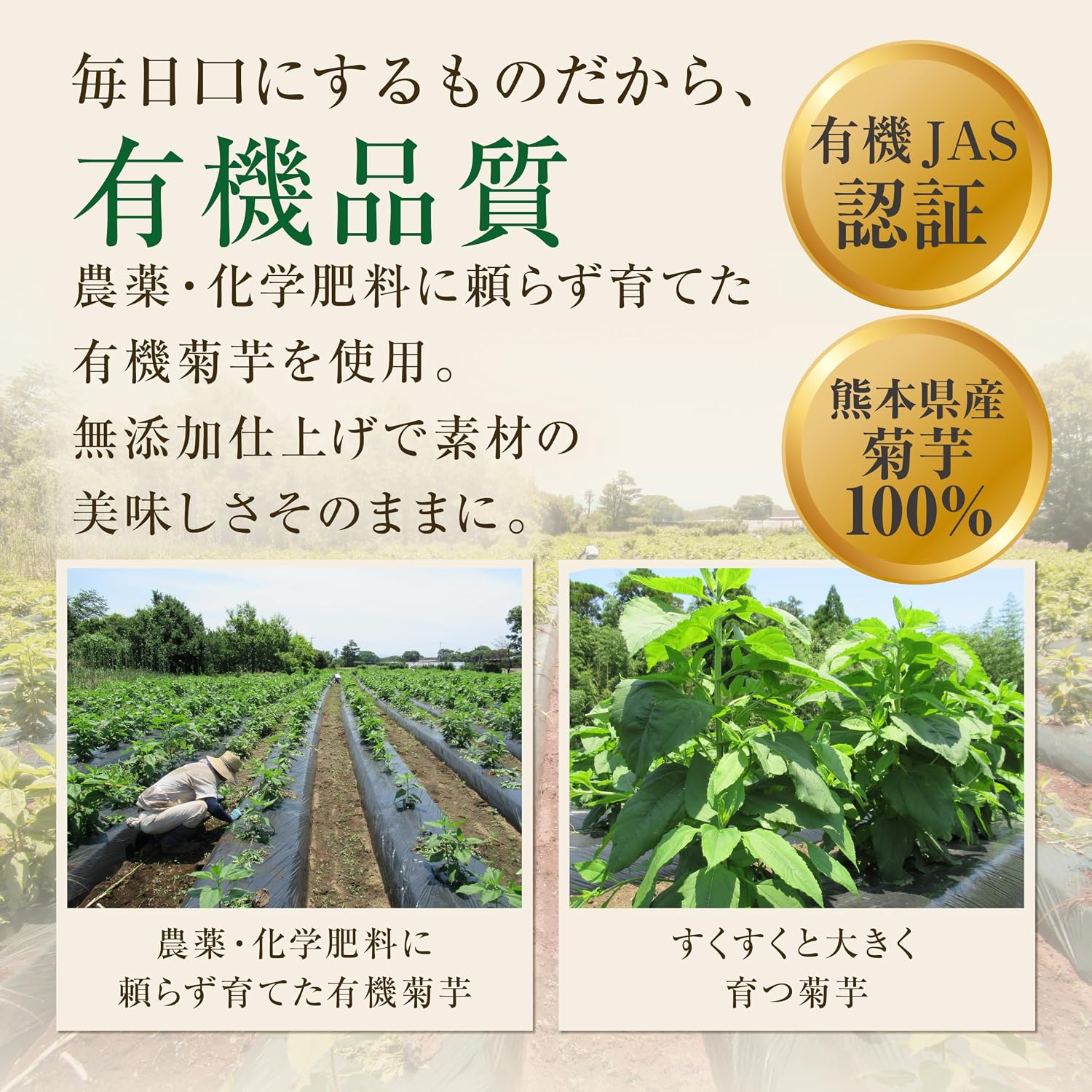 有機JAS 菊芋パウダー 100g さらっと溶ける 熊本県産菊芋100％ イヌリン 食物繊維 サプリメント 国産