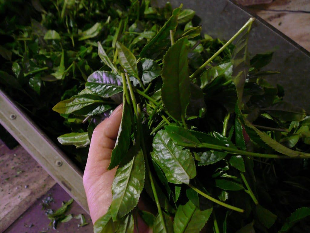 Kita-seicha Genmaicha with Uji Matcha, 3.5 oz (100 g), Ise-cha, Genmaicha, Brown Rice Tea, Matcha Included, Small Divided Gift, Easy to Use, Tea Sencha, Delicious Ise Shrine, Uji Matcha, Blend, Tea