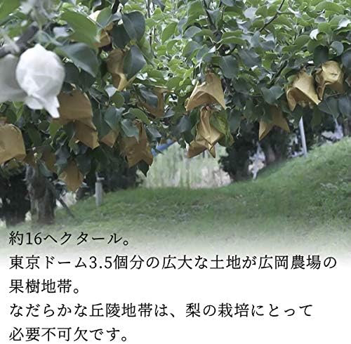 Hirooka Farm Shinkansen (Shinkansen), 11.0 lbs (5 kg) Pack (7 - 16 Balls), Tottori Prefecture Pear None, Shin-Kansen Pear Akahide (For Gift)