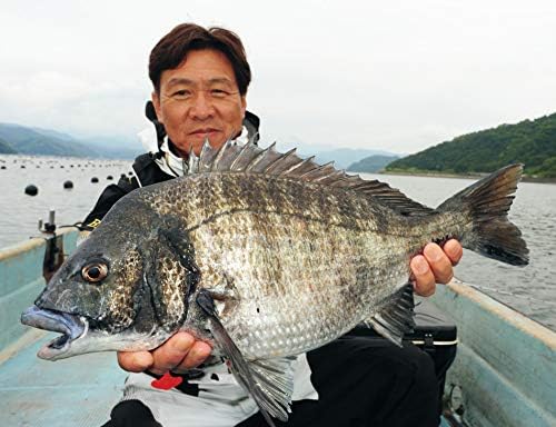 シマノ(SHIMANO) 黒鯛リール チヌ 19 セイハコウ SP RC83 右/左 ゴールド/レッド