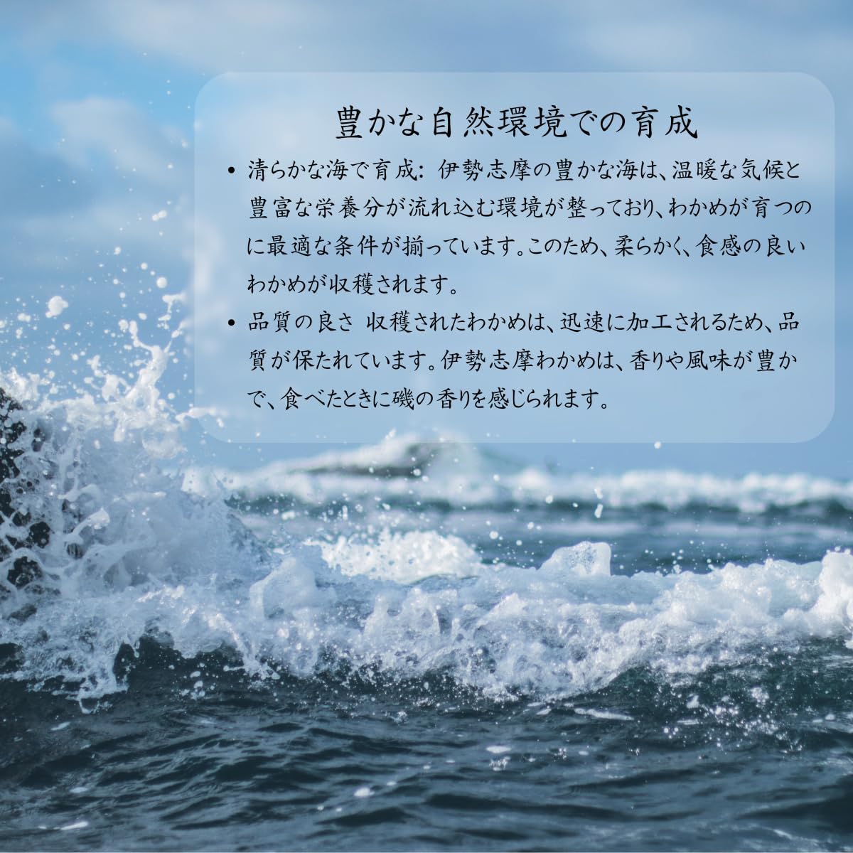 Katwame, Katwame, Produced in Ise Shima, Japan, Mie Prefecture, Wakame, Young Cloth, 3.5 oz (100 g)