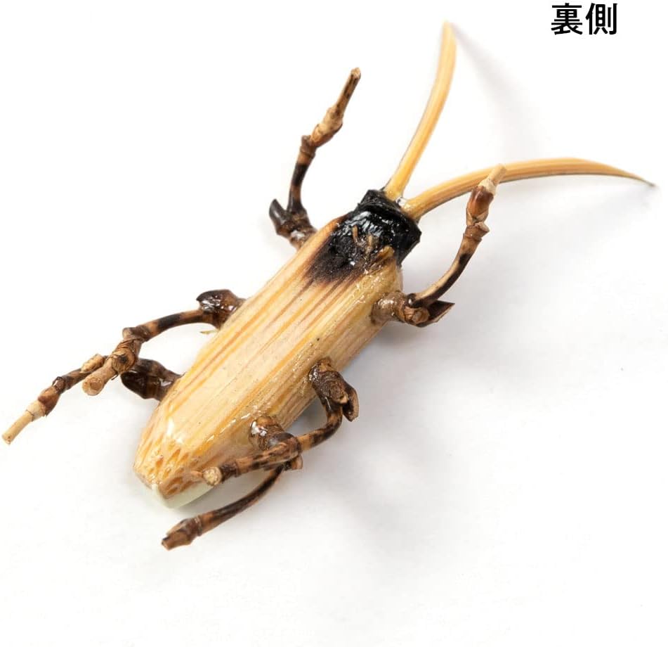 Suruga Bamboo Sensuji Craft Bamboo Insects Shizuoka Prefecture Traditional Crafts by Masayoshi Kubota (Hotaru)