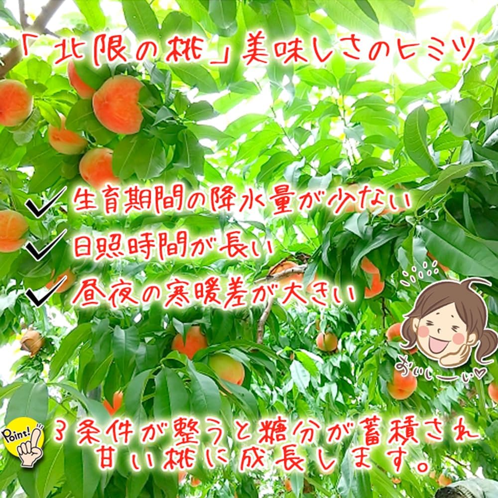 JA Kazuki no Northern Limited Peach, 5.5 lbs (2.5 kg), 6 - 9 Pieces Made in Akita Prefecture | Shipped Sequentially From Late August