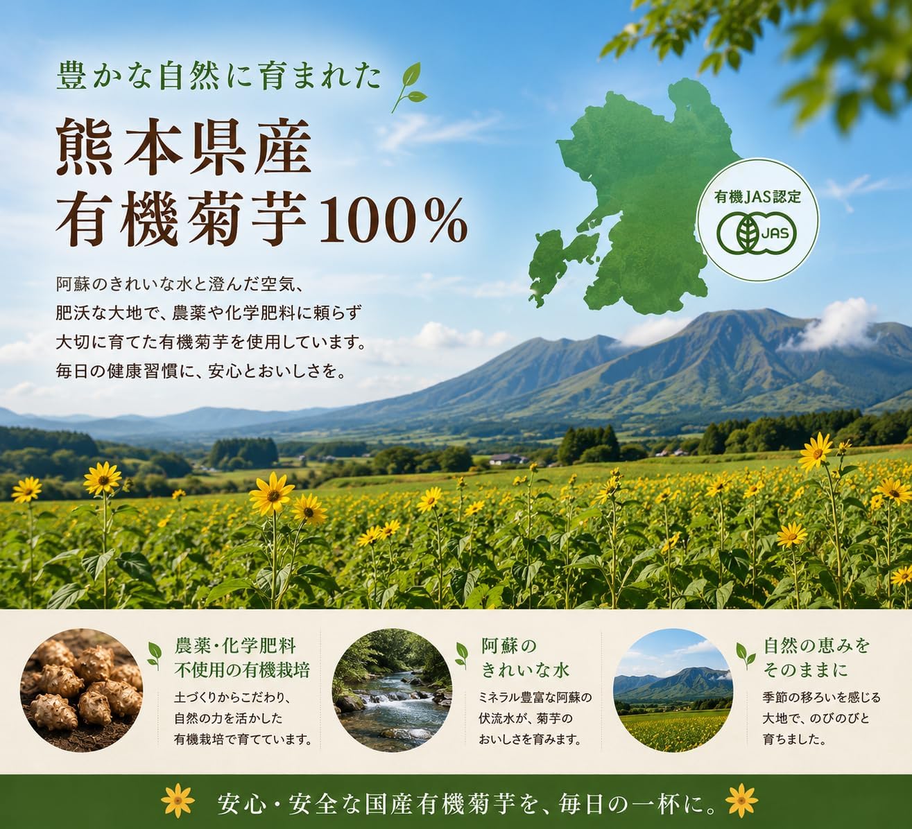 Organic Chrysanthemum Tea Bags, 40 Packets, Made in Kumamoto Prefecture, JAS Certified Organic, 100% Japanese Chrysanthemum, Caffeine-free, Plant-derived Tea Bags, For Cold Brew and Hot Water