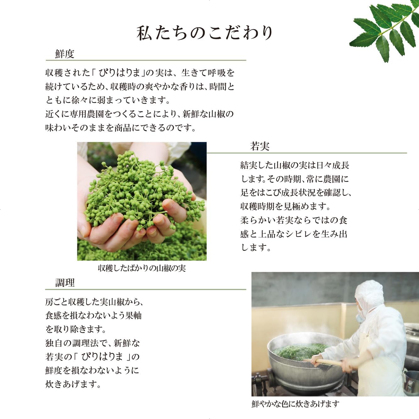 [Official] Magical Tsuzu Sansho Factory Co., Ltd. Hyogo Prefecture Sansho Seeds Additive-Free Spices, Sweets, Chocolate