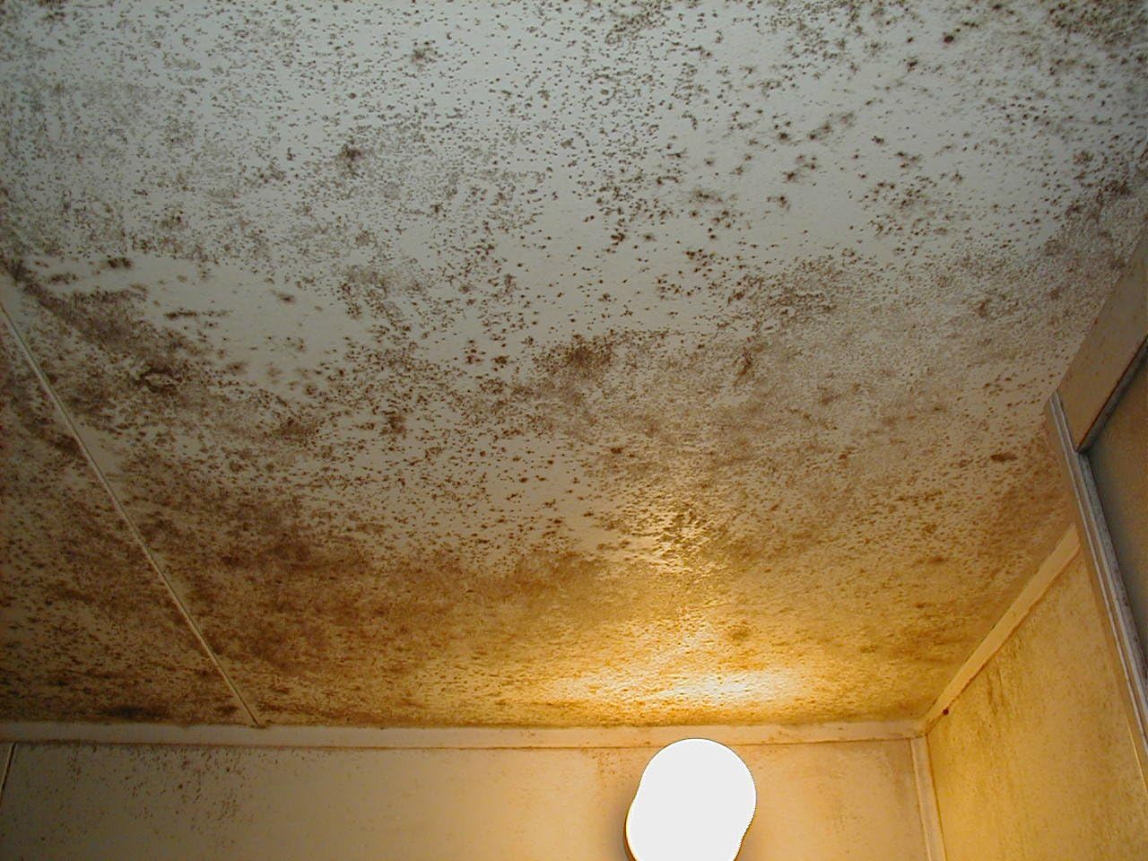 (High concentration, high permeability! Non-decomposition formula repels mildew!) Mold removal craftsman prescription 20 L!