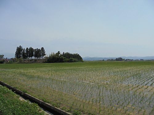 by Miyagi Prefecture Tsuyahime Rice 11 lbs (5 kg) Reiwa 7 Crop