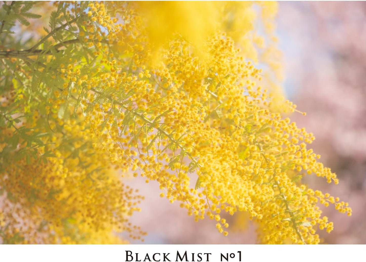 Kenko 049235 Mist Filter, Black Mist, No.1 N, 1.9 inches (49 mm), Soft Diffusion Effect, Strongly Soften Light, Like a Movie Scene, Thin Frame Compatible with Wide Angle Lenses, Water and Oleophobic