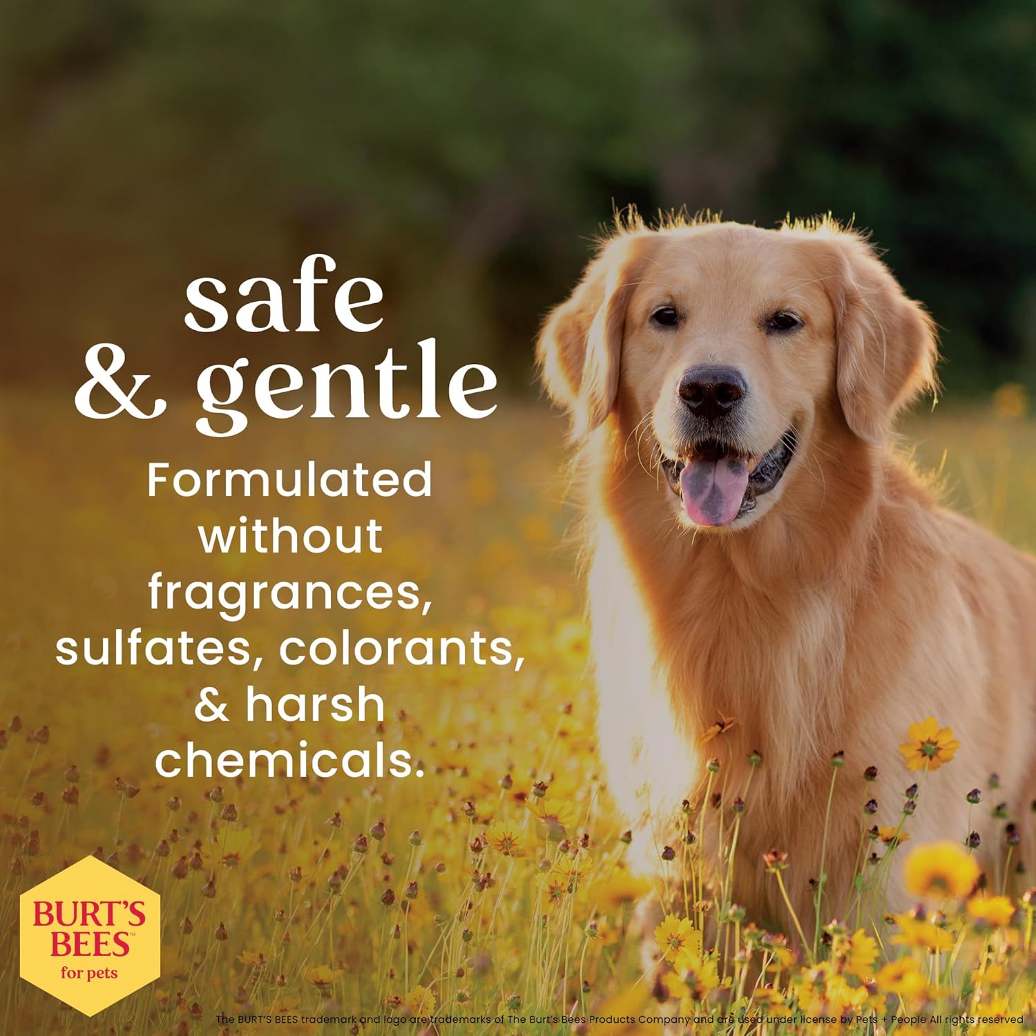 Burt's Bees for Pets Champú de avena para perros con harina de avena coloidal y miel, 2 unidades, fórmulas de origen 95% natural, champú para perros - 2 unidades, 32 onzas