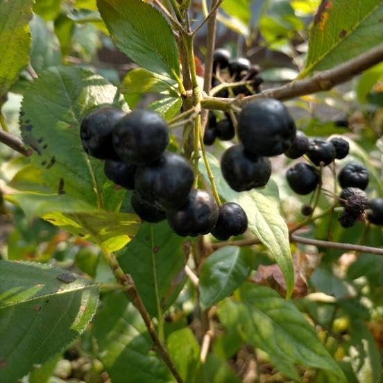 60 Hokkaido Aronia Tablets, Contains 235 mg of Aronia Extract Powder, Alonia Supplement, Anthocyanin