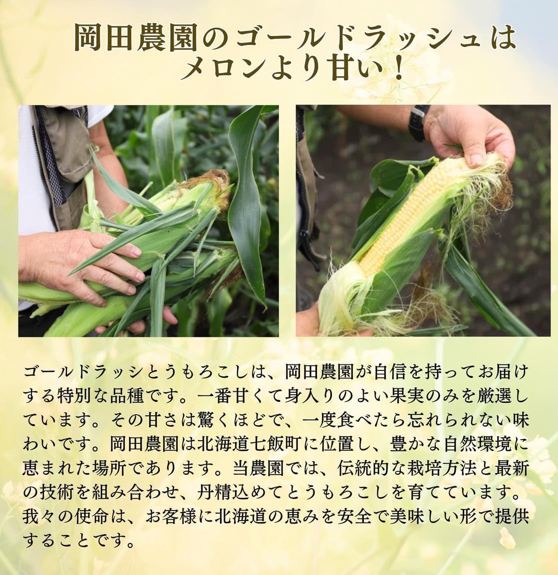 Corn, Hokkaido, Gold Rush, 6.6 gal (2 L), Size x 10, Morning Harvesting, Sweet Corn, Hokkaido, Corn, and Shrimps