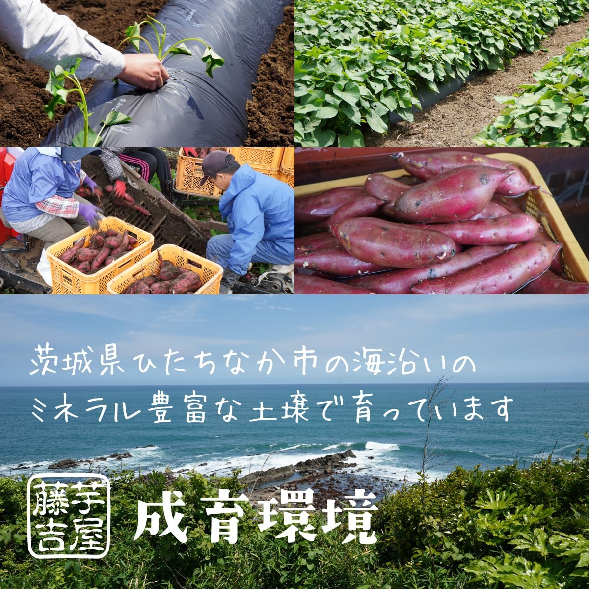 (3.5 oz (100 g) x 5 Bags: Dried Potatoes, Beniharuka Dried Potatoes, Made with Ibaraki Prefecture Sweet Potatoes, 5 Bags of 3.5 oz (100 g)