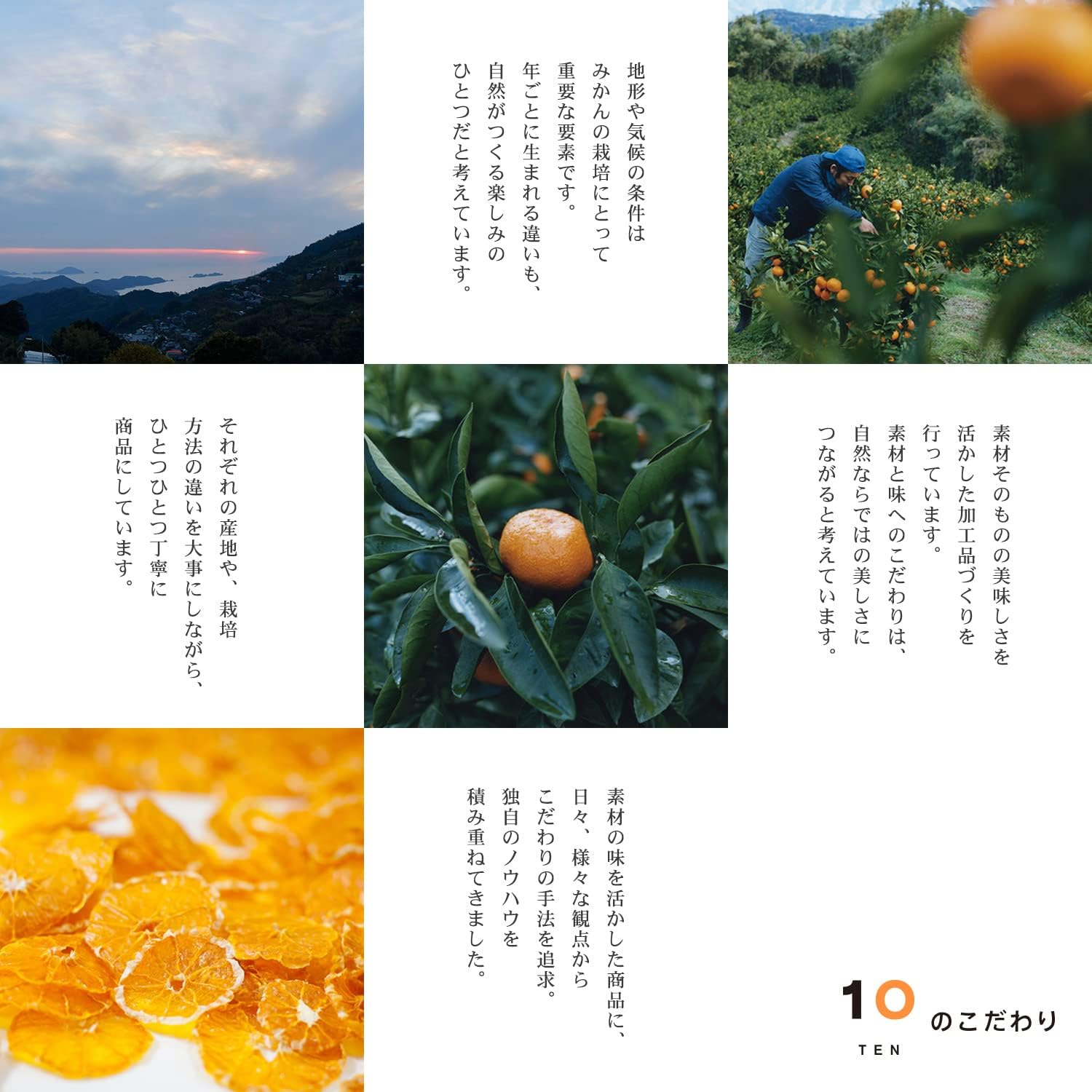 10FACTORY Ehime Mikan Jelly, Set of 8 (7 Types), 6.0 oz (170 g), Ehime Product, Additive-Free, Fruit, Orange, Made in Japan, Handy Jelly (8 Pieces, 7 Types)