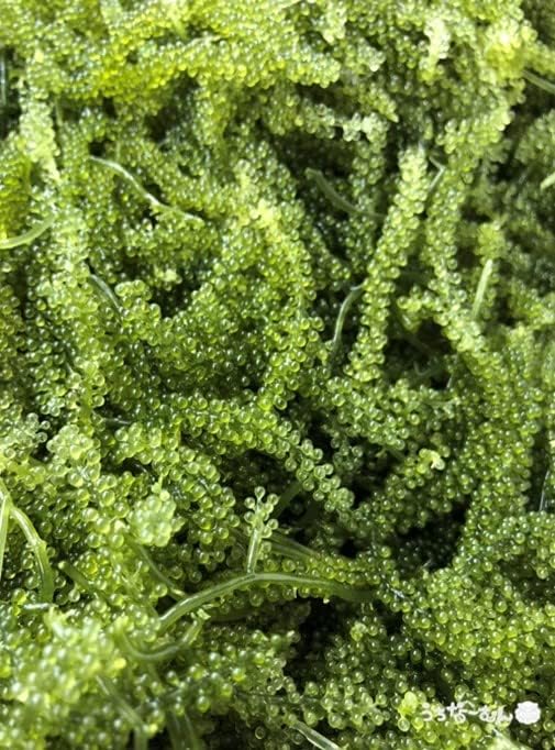 Uchina-Mun, Sea Grapes, Made in Okinawa Prefecture, 1.2 oz (33 g) + Sauce 0.2 oz (7 g) (When returned with water, it will become approximately 1.8 oz (50 g) per Okinawa Souvenir, 1 Box