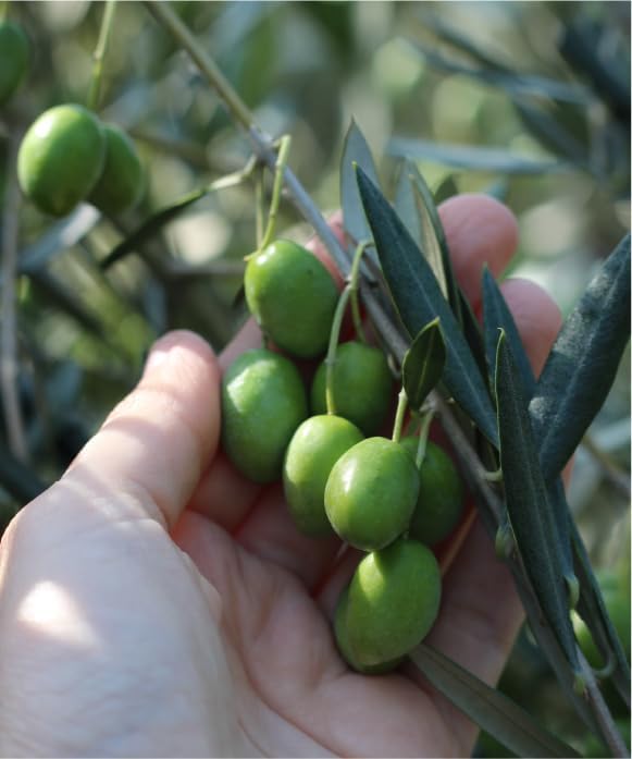 Inoue Seikoen Olive Milk Lotion (Natural Milk Lotion) 1.7 fl oz (50 ml) Skin Care