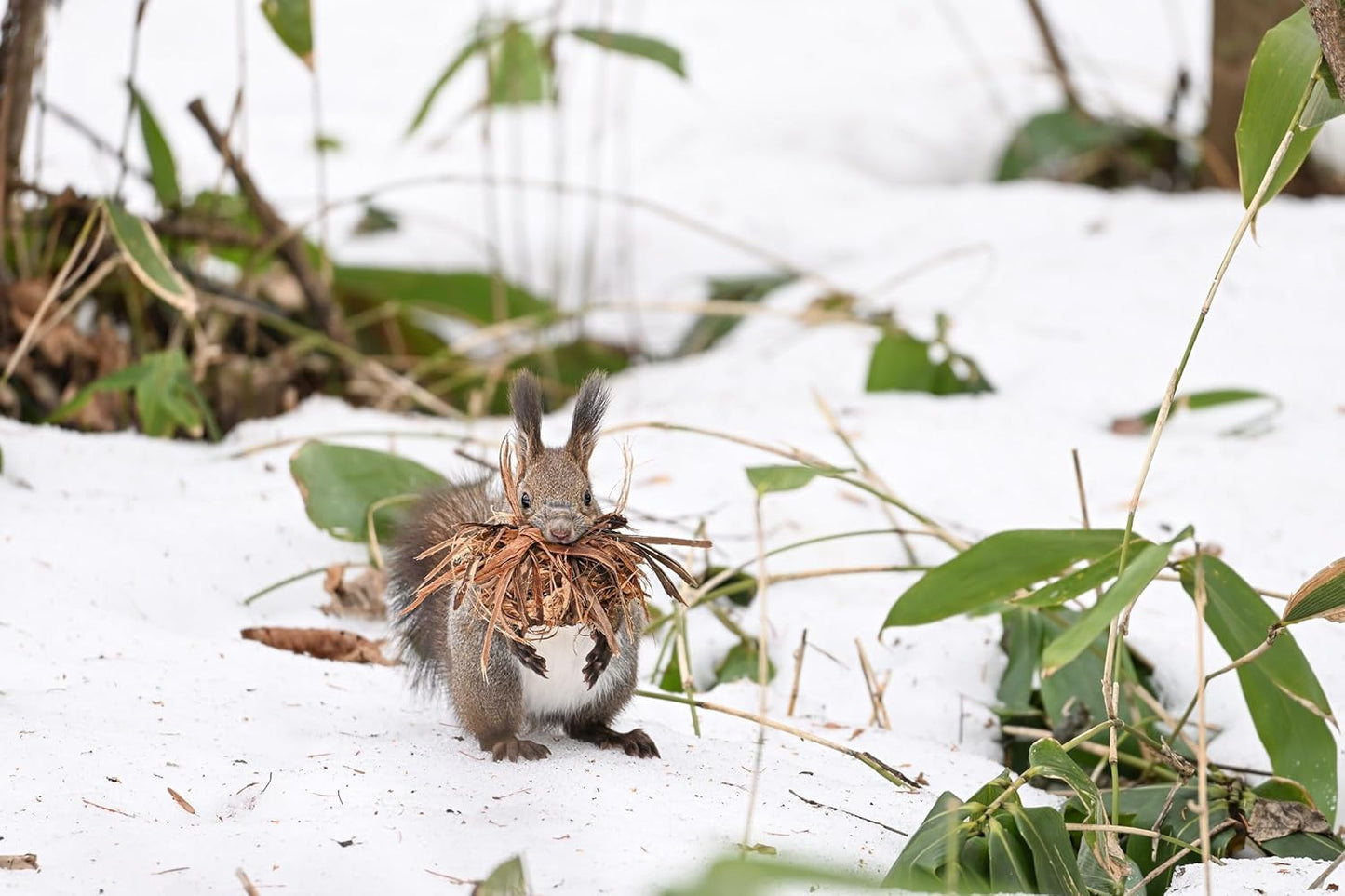 Nikon Telephoto Zoom Lens NIKKOR Z 180-600mm f/5.6-6.3 VR Z Mount, Full Size