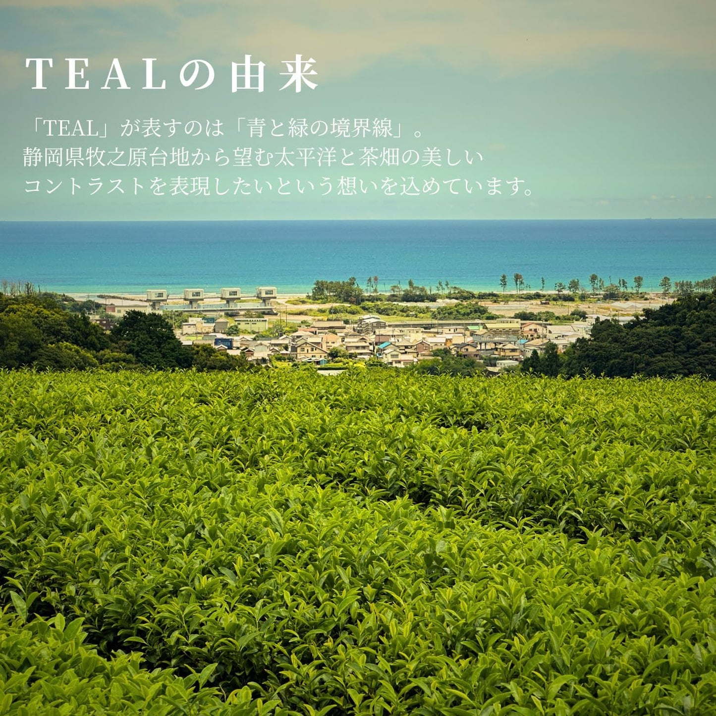 TEAL Green Tea, Deep Steamed Tea Bags, 0.1 oz (3 g) x 20 Packs, from Makinohara, Shizuoka Prefecture, Hot, Cold Brew Available, Present Gift, Souvenir, Shizuoka Tea, Japanese Tea, Green Tea