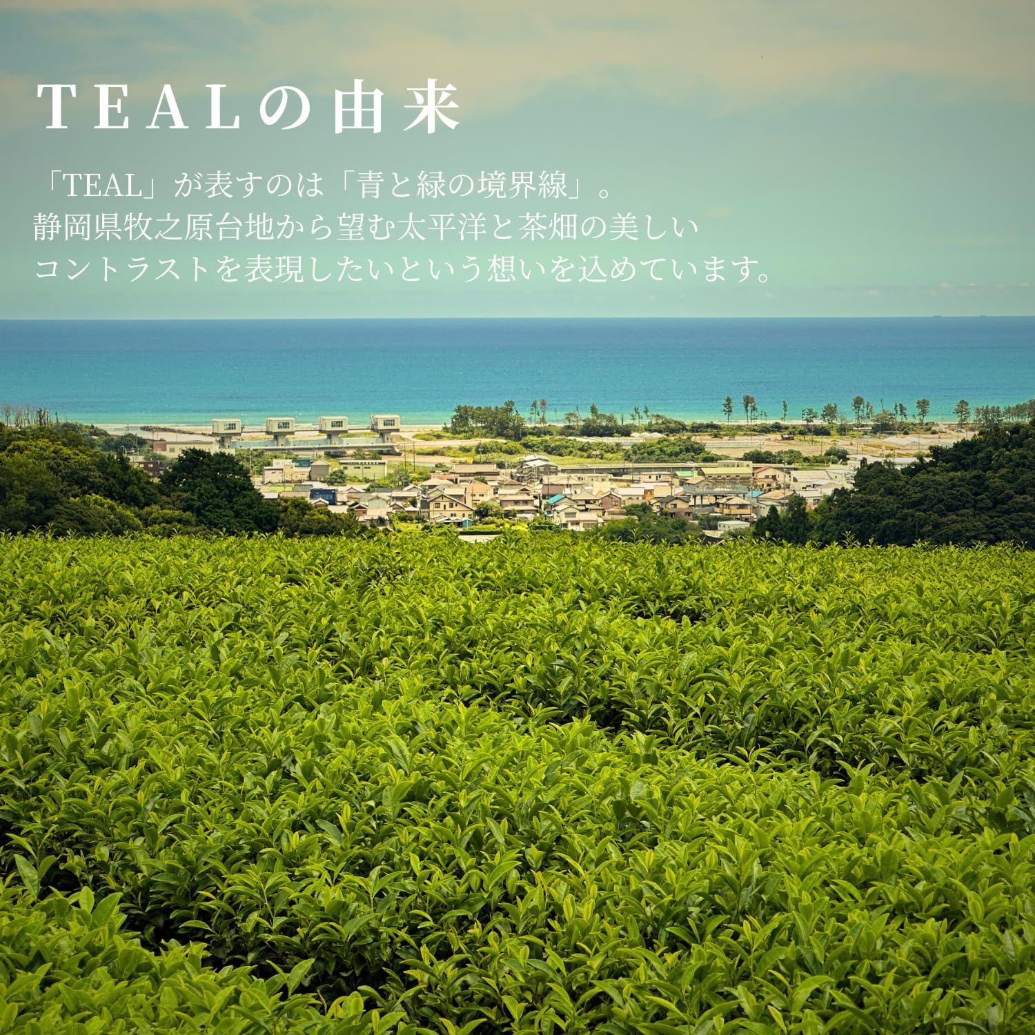 TEAL Green Tea, Deep Steamed Tea Bags, 0.1 oz (3 g) x 20 Packs, from Makinohara, Shizuoka Prefecture, Hot, Cold Brew Available, Present Gift, Souvenir, Shizuoka Tea, Japanese Tea, Green Tea
