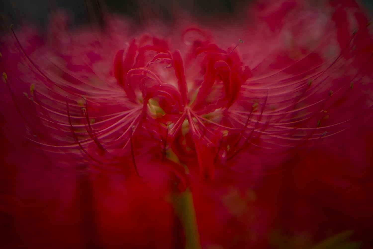 ZHONG YI OPITCS Creator 135mm F2.8 II Monofocal Lens (Canon EF Mount)