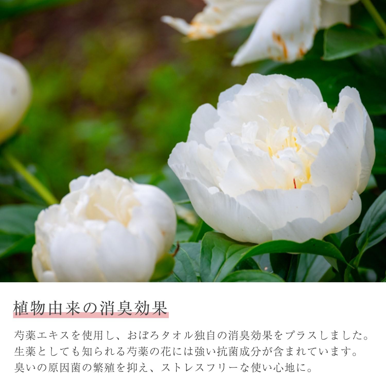 Oboro Towel Dedicated Hair Towel, Approx. 13.0 x 39.4 inches (33 x 100 cm), 100% Cotton, Face Towel, Hair Dry Towel, Pink