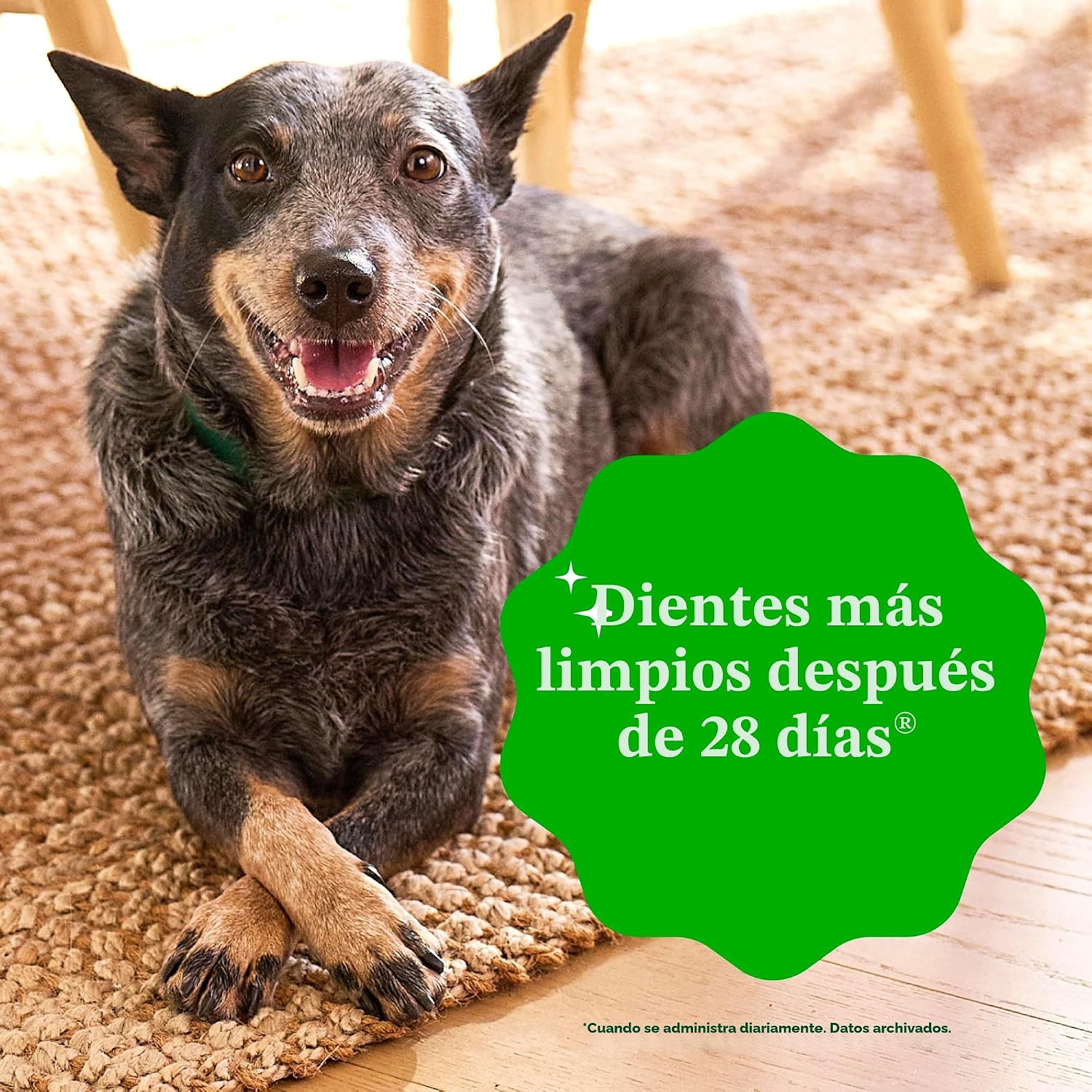 Greenies - Golosinas naturales para la salud dental de perros pequeños, sabor original, paquete de 36 onzas (60 unidades)