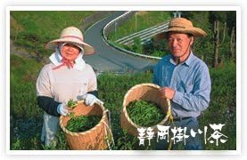 Shizuoka Kogawa Tea, New Tea, Deep Steamed Tea, First Picked, 3.5 oz (100 g), 100% Kakawa Made in Kakawa Tea, Deep Mushi Tea, Sajimoto Tea