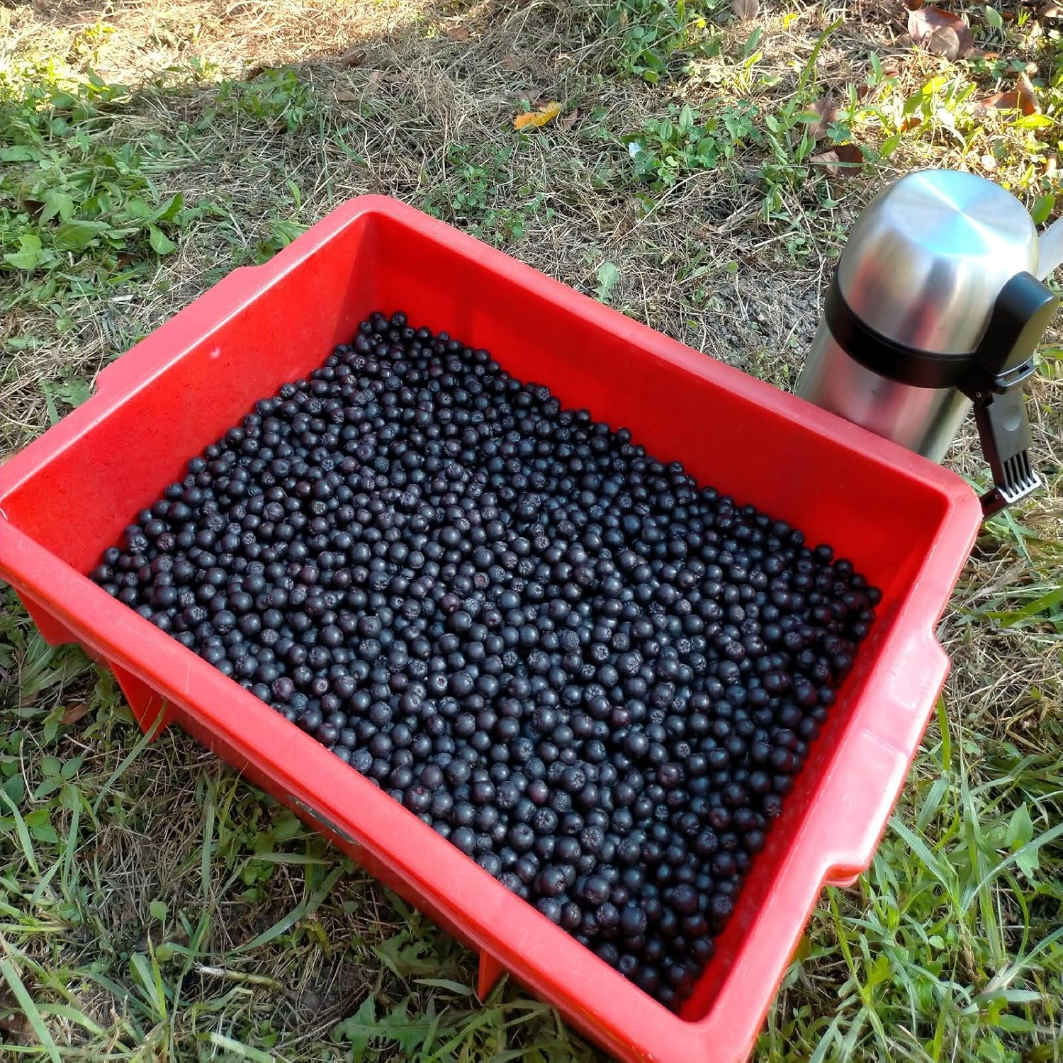 60 Hokkaido Aronia Tablets, Contains 235 mg of Aronia Extract Powder, Alonia Supplement, Anthocyanin