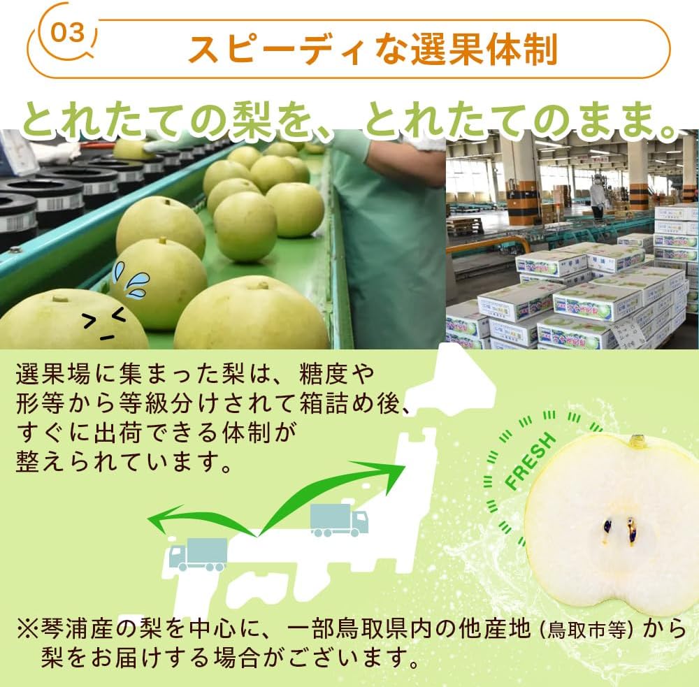 Flavorable Sanin Pear 20th Century Pear (20th Century Pear), 11.0 lbs (5 kg) Filled (Approx. 16 Balls), Produced in Tottori Prefecture, No Sublimation (for Home Use)