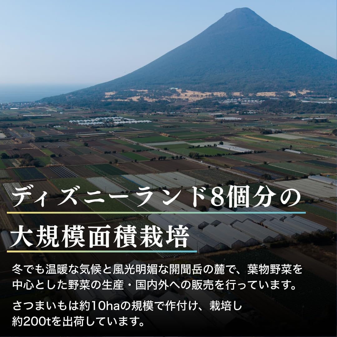 Satsumarche Japanese Dried Potatoes, Red Haruka, Choose From, 26.5 - 16.7 lbs (750 - 7.5 kg), Produced in Toshuku, Direct from Kagoshima Prefecture, No Additives, No Sugar, Netori, Moist & Moist