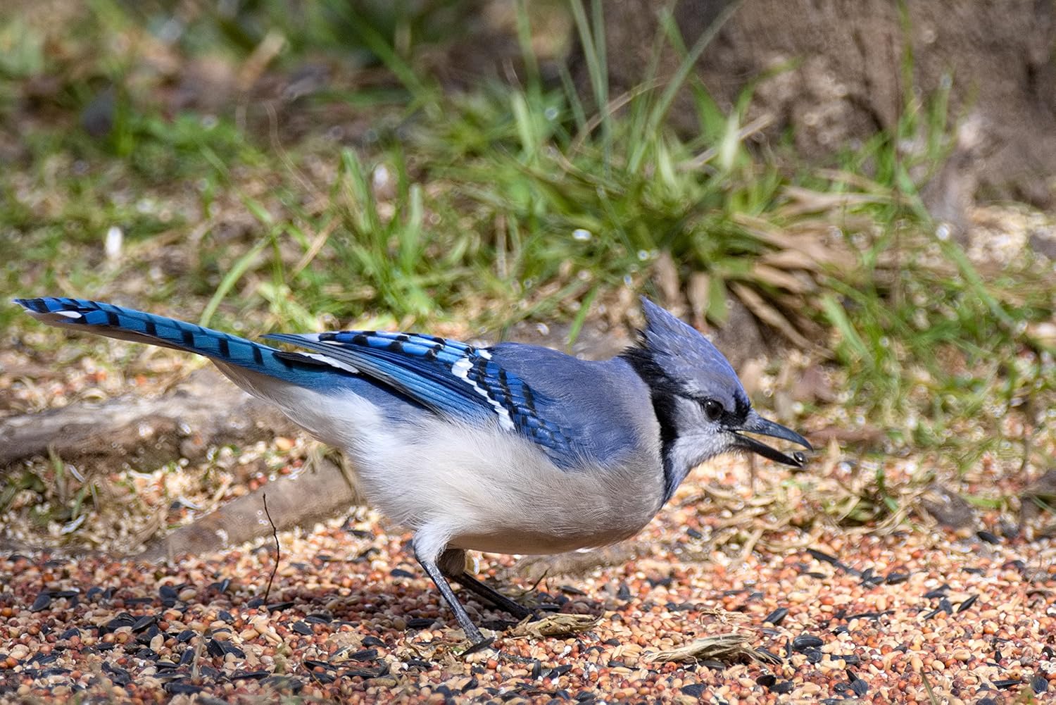 シグマ(Sigma) SIGMA シグマ Nikon Fマウント レンズ 60-600mm F4.5-6.3 DG OS HSM ズーム 望遠 フルサイズ Sports 一眼レフ 専用