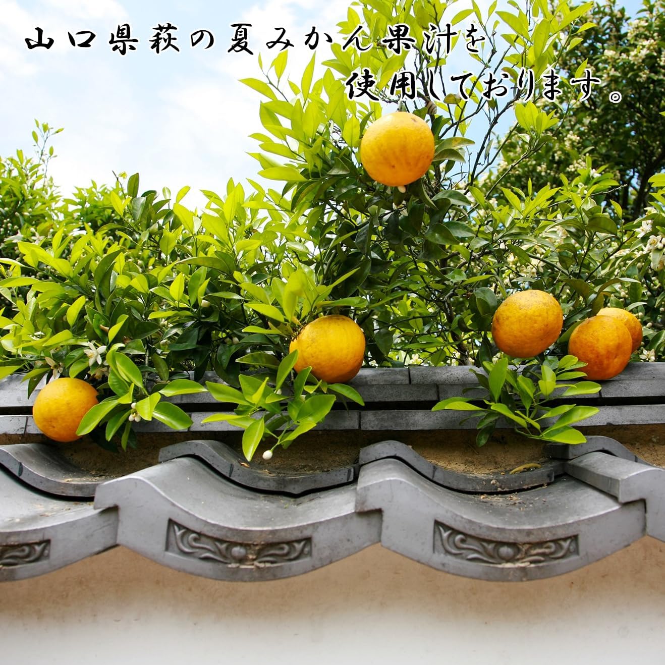 Natsumikan Yokan (Set of 2), Yamaguchi Prefecture, Hagi no Natsumikan with Fruit Juice, Japanese Sweets, Sweets, Souvenir, Gift, Yokan, Preserved Food