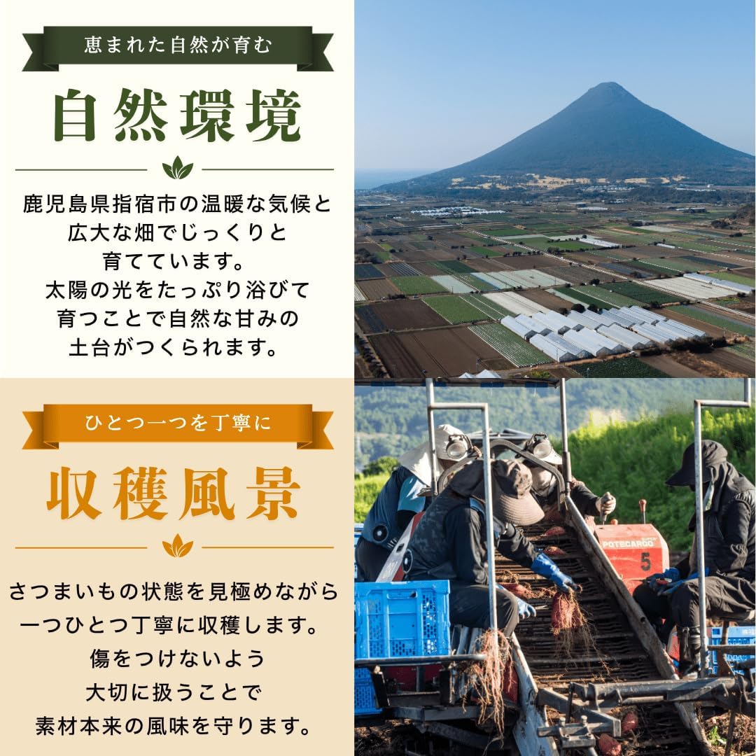 Satsumarche Kagoshima, Shushuku Frozen Potatoes, Red Haruka, Direct from Origin: Additives, 2.2 lbs (1 kg) (1.1 oz (500 g) x 2 Bags), No Sugar, Netori, Beeharuka, Sweet Potatoes, Commercial Use, Baby