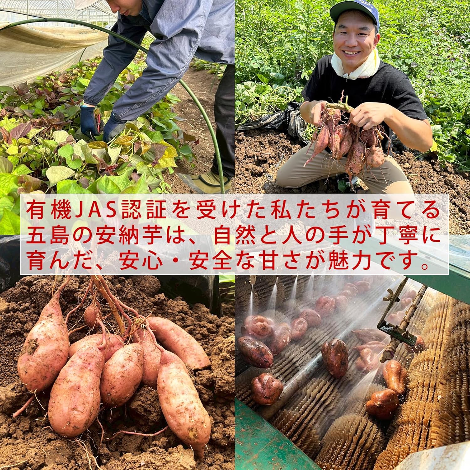 Bite-sized Roasted Sweet Potatoes, Goto Islands Product, Made with Annō Sweet Potatoes, Bite-sized Roasted Annō Sweet Potatoes, 1.8 oz (50 g) x 5 Bags, Annō Sweet Potatoes, Domestic, Additive-Free
