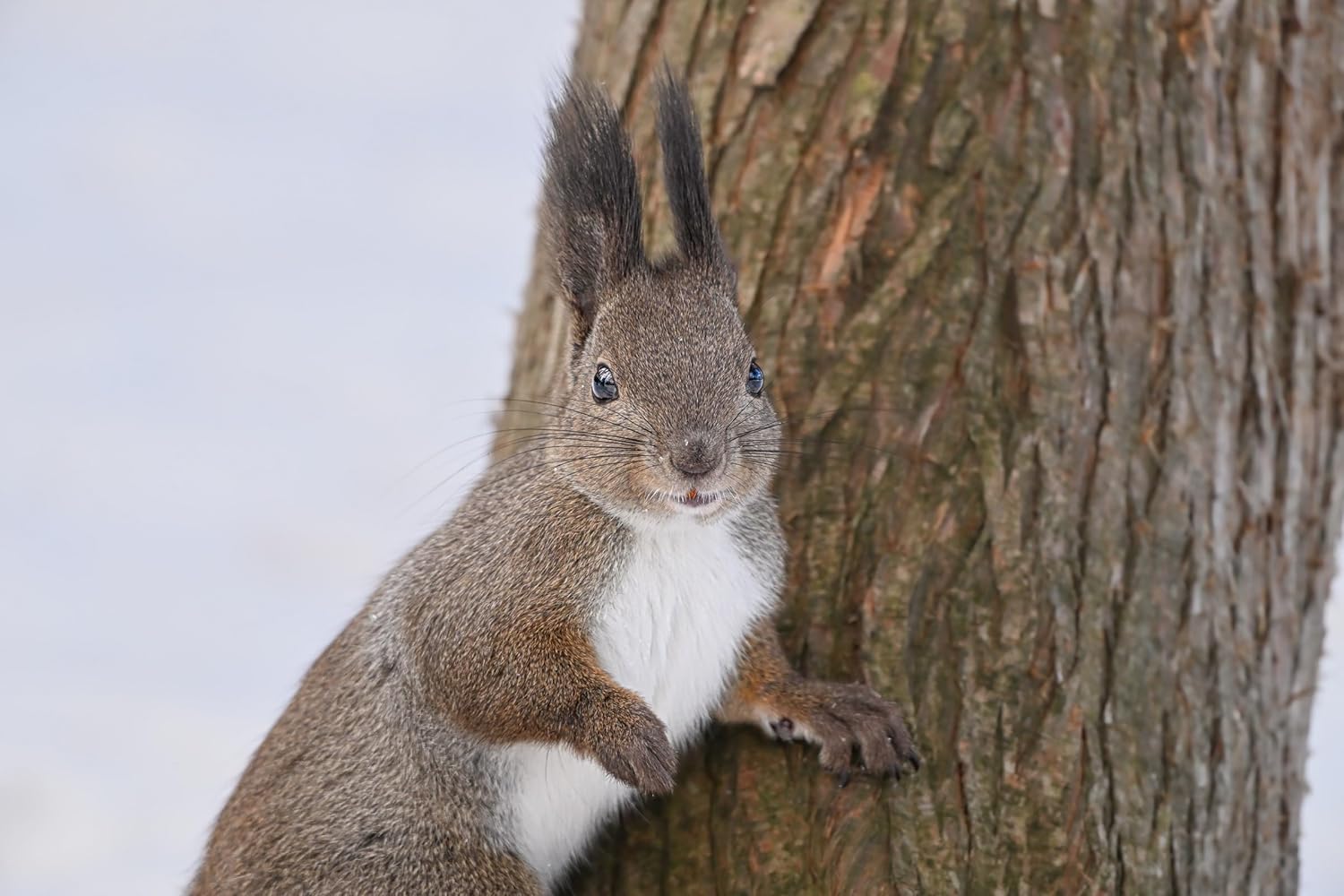 Nikon Telephoto Zoom Lens NIKKOR Z 180-600mm f/5.6-6.3 VR Z Mount, Full Size