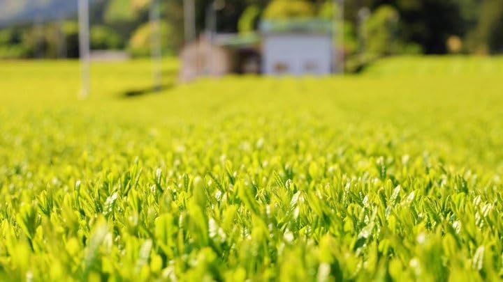 Kita-seicha Genmaicha with Uji Matcha, 3.5 oz (100 g), Ise-cha, Genmaicha, Brown Rice Tea, Matcha Included, Small Divided Gift, Easy to Use, Tea Sencha, Delicious Ise Shrine, Uji Matcha, Blend, Tea