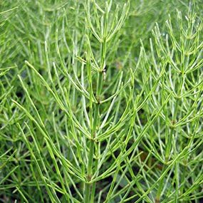 [100% Made in Japan] Horsetail Tea Pack, 0.06 oz (1.5 g) x 20 Packs x 2 Bags Set, No Pesticides, Caffeinated Sugamo Tea House Made in Miyazaki Prefecture, Sannenen
