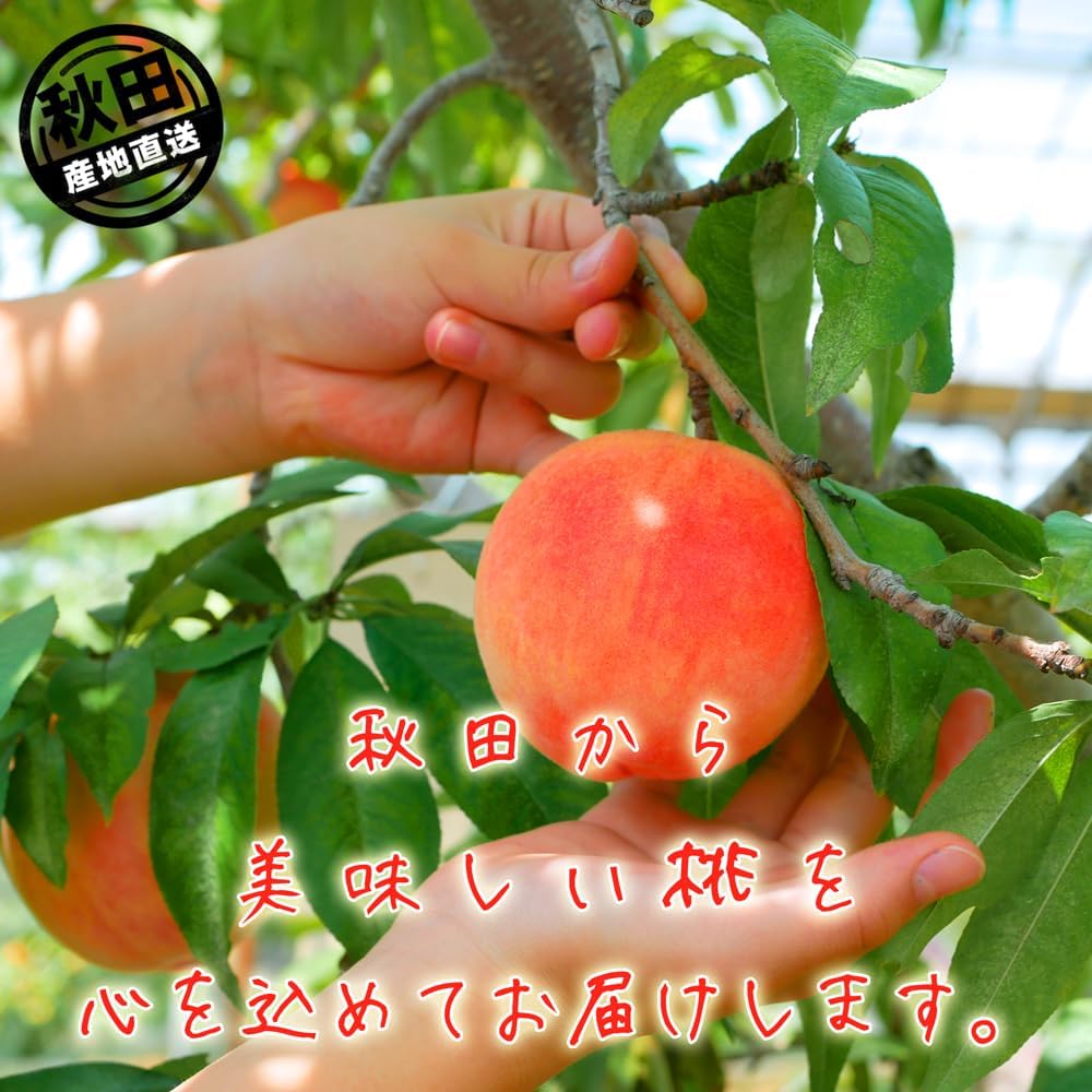 JA Kazuki no Northern Limited Peach, 5.5 lbs (2.5 kg), 6 - 9 Pieces Made in Akita Prefecture | Shipped Sequentially From Late August