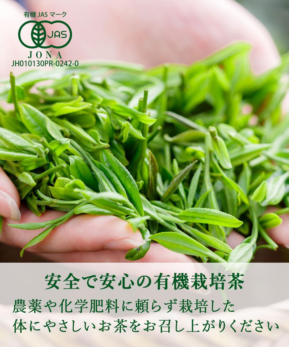 Organic Green Tea Sencha, Uji Tea, Organic JAS Certified, No Pesticides, No Chemical Fertilizer, Uses First Picking, 3.5 oz (100 g), Sencha (1 Bag)