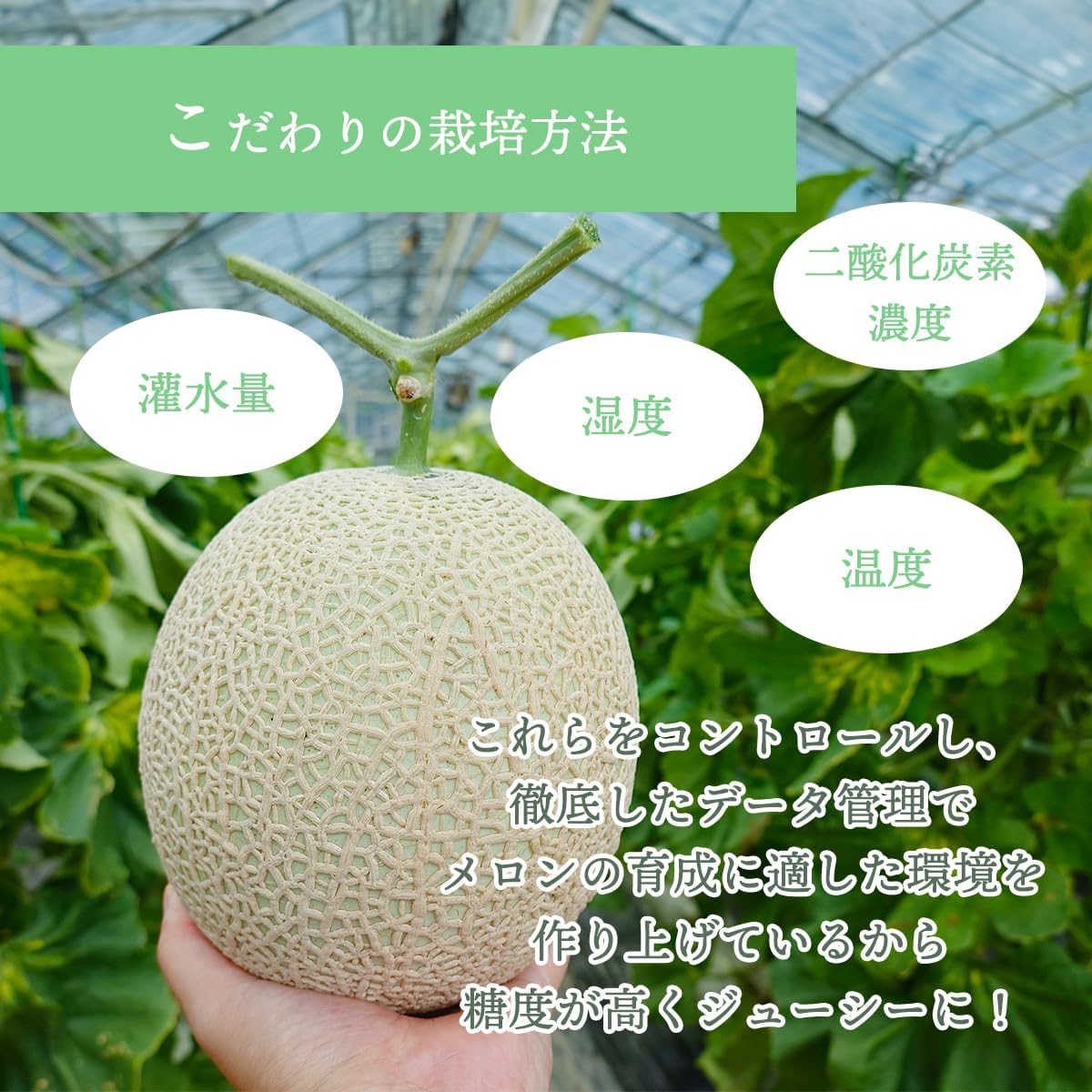 Delicious Cousin Midori from Kochi Prefecture. Melon Fully Ripened Premium Akashi A *Supervised by Vegetable Sommelier, Iron Compatible (Mask Melon)