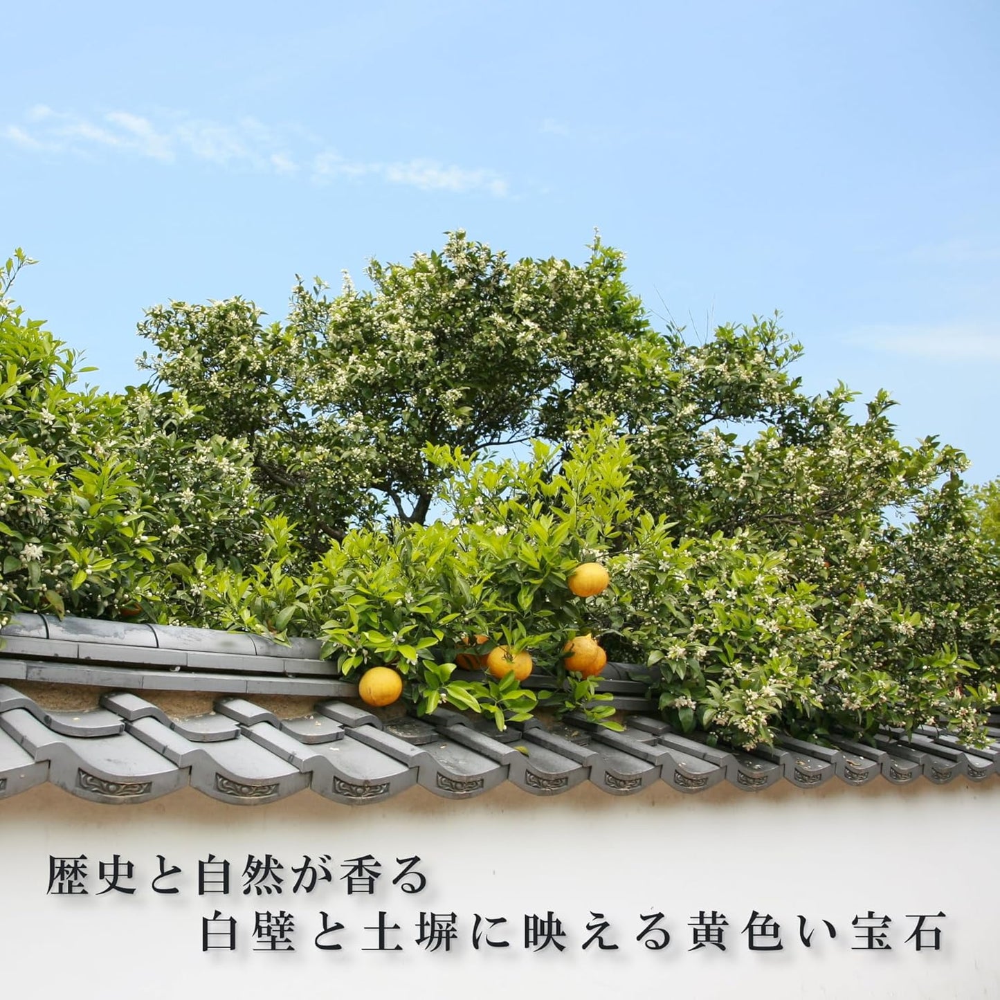 Summer Orange Onita, Yamaguchi Prefecture Limited Edition Summer Mandarin Cookies (21 Pieces), Yamaguchi Prefecture, Tart Cookies, Gifts, Individually Packaged, Sweets, Souvenirs, Souvenirs, Gift, New Year's Eve