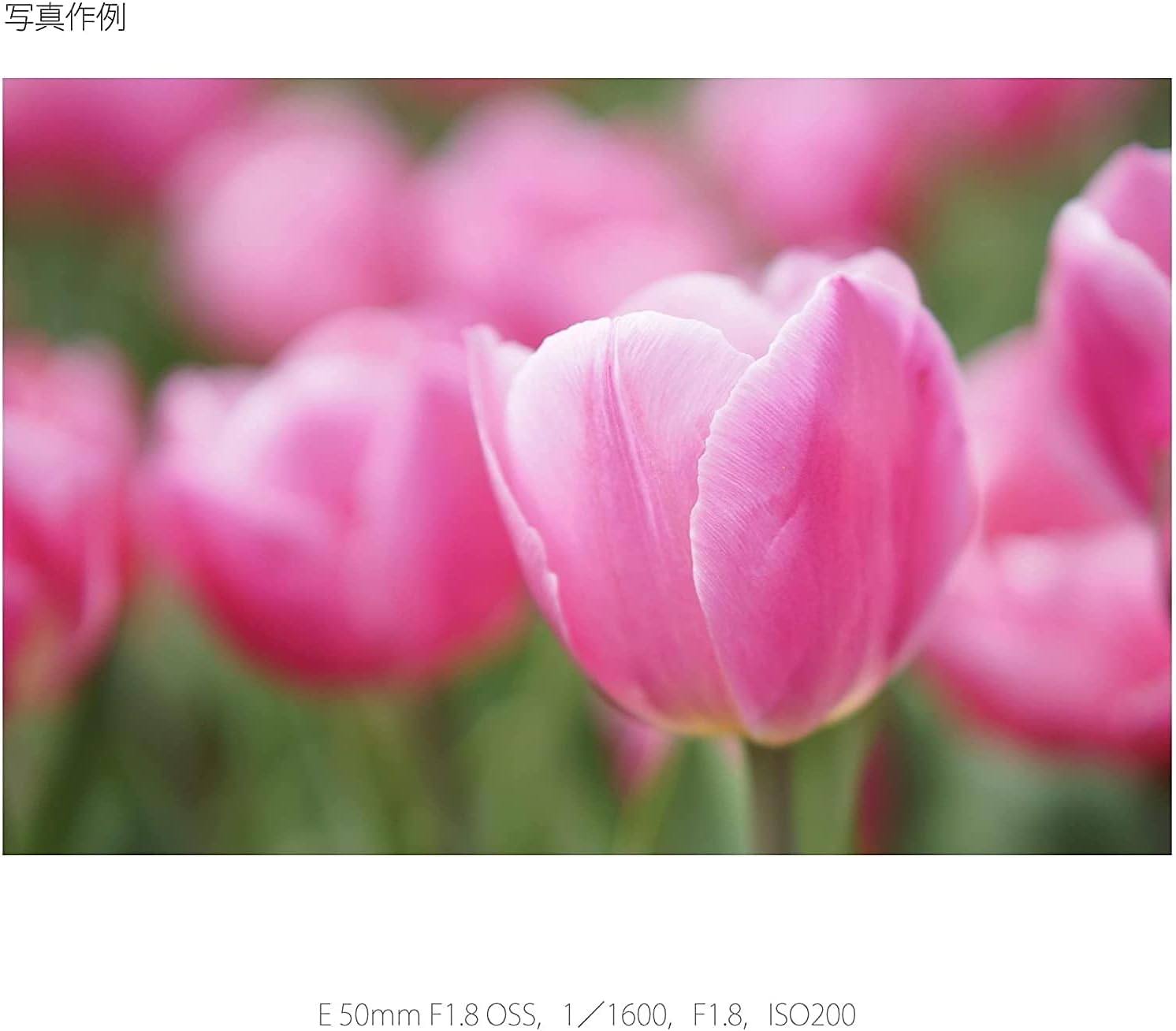 SONY(ソニー) 望遠単焦点レンズ APS-C E 50mm F1.8 OSS デジタル一眼カメラα[Eマウント]用 純正レンズ SEL50F18 ブラック