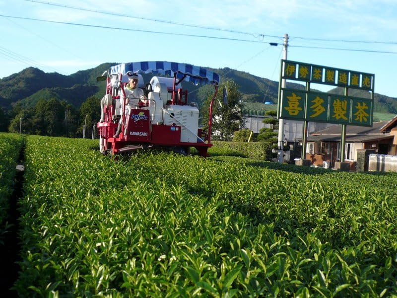 【Ise Tea】Kita Seito Kabuse Tea Tea Bags 5g 50-Piece Set, Mie Prefecture Green Tea Sencha Japanese Tea Gift Premium Tea Tea Bags Green Tea Superior Tea
